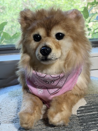 Cuddle clones pomeranian - clones, spitz
