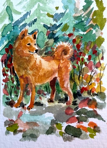 Original aceo finnish spitz - original,